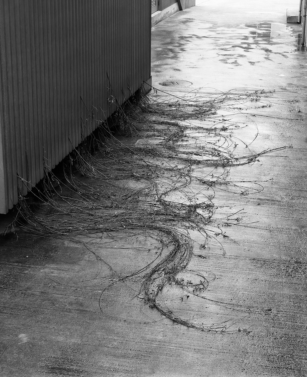 Kosen Ohtsubo《Invading Tree》(1972)