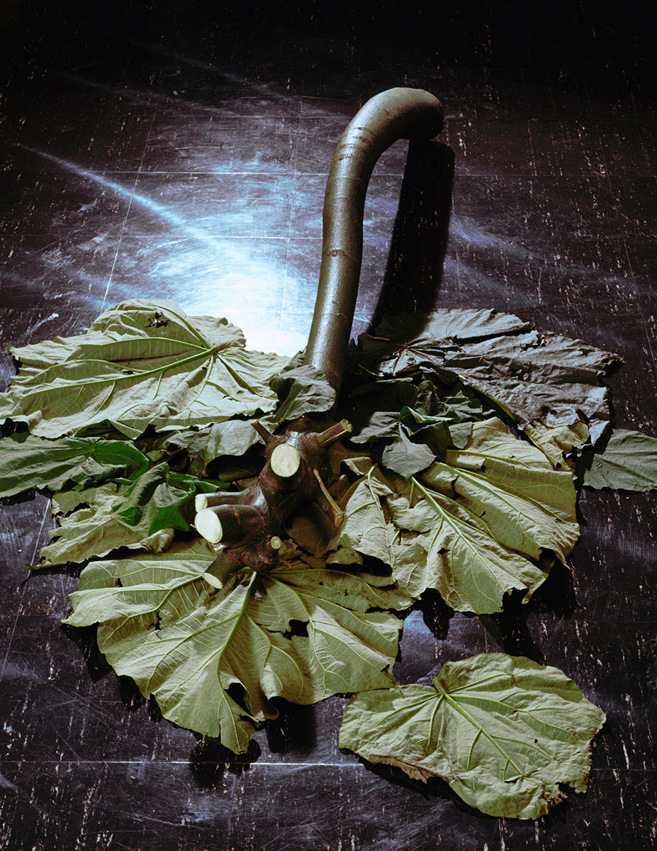 Kosen Ohtsubo《A Bruised Trunk》(1975)