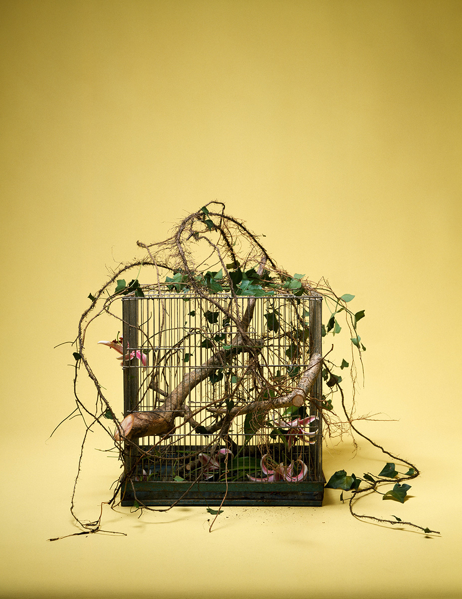 Kosen Ohtsubo《Trapped Branches》(1981)