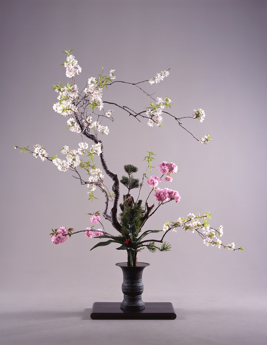 Kosen Ohtsubo《Rikka of Yoshino Cherry Blossoms》(C.2003)